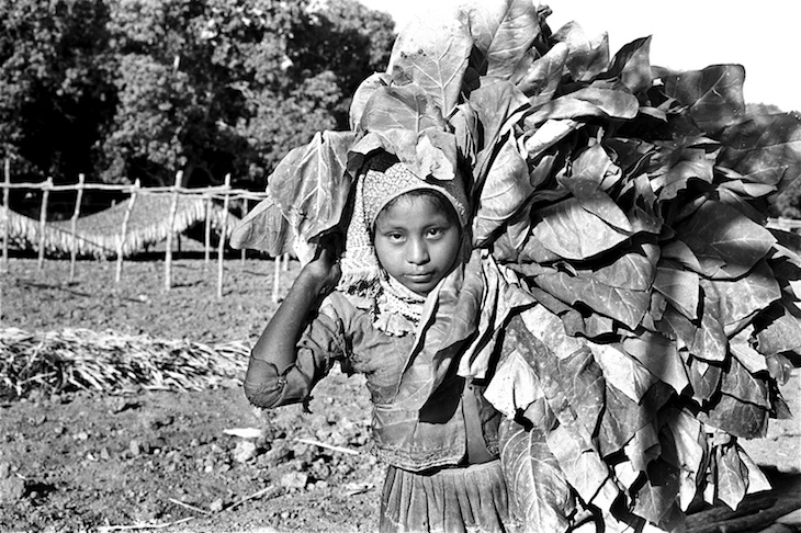 Flor de Tabaco 120x escaneos 18